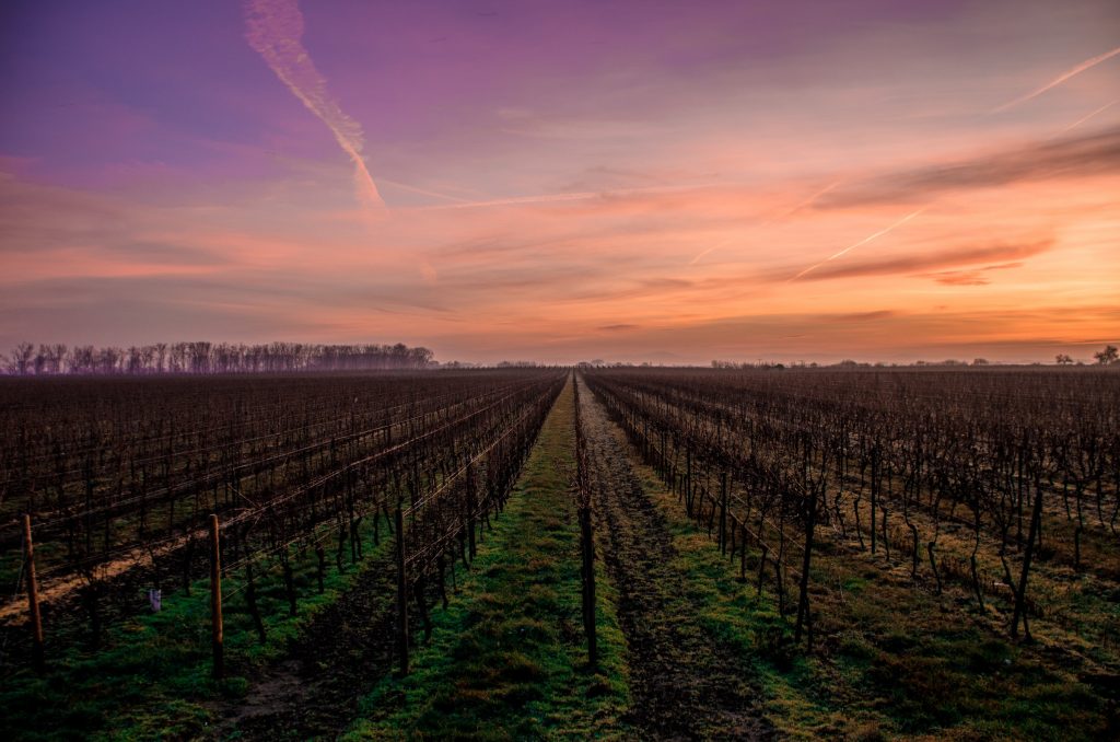 Champ pendant le coucher du soleil